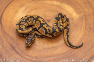 African import ball python for sale