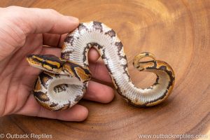 African import ball python for sale