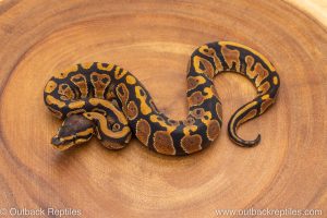 African import ball python for sale