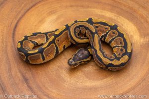 African import ball python for sale