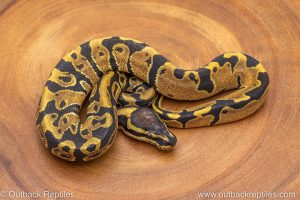African import ball python for sale