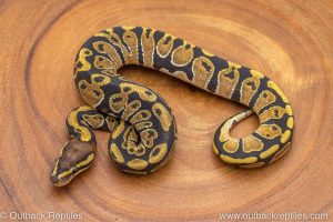 African import ball python for sale