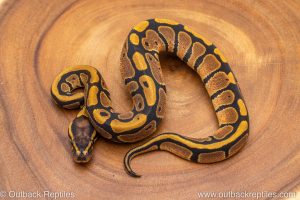 African import ball python for sale