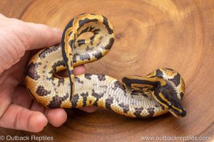 African import ball python for sale