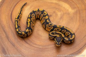 African import ball python for sale