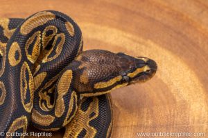 African import ball python for sale
