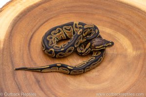 African import ball python for sale