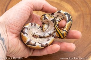 African import ball python for sale