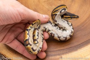 African import ball python for sale