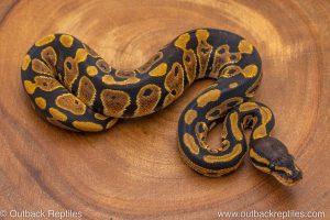African import ball python for sale