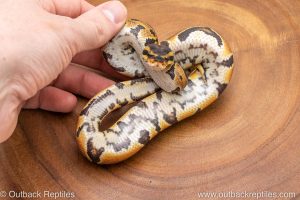 African import ball python for sale