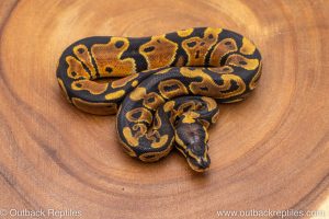 African import ball python for sale