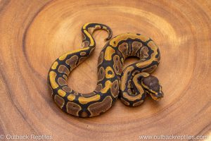 African import ball python for sale