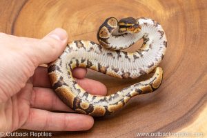African import ball python for sale