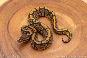 African import ball python for sale