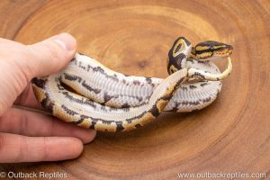 African import ball python for sale