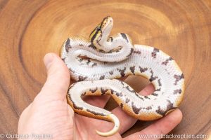 African import ball python for sale