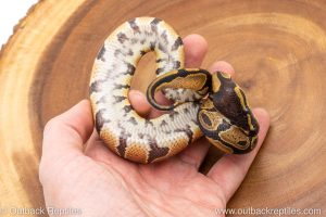 African import ball python for sale