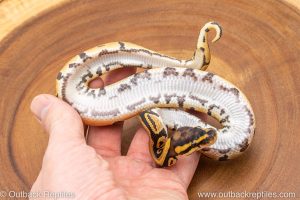 African import ball python for sale