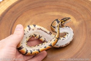African import ball python for sale