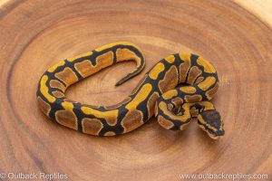 African import ball python for sale