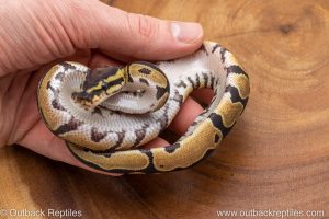African import ball python for sale