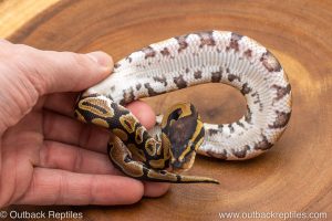 African import ball python for sale