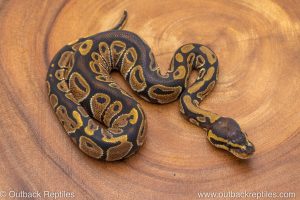 African import ball python for sale