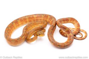 Jelly Worm amazon tree boa for sale