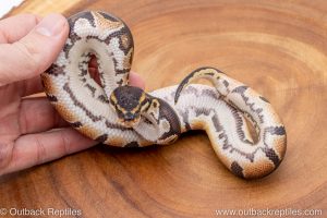 African import ball python for sale
