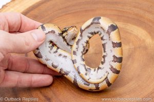 African import ball python for sale