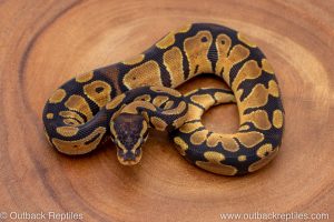 African import ball python for sale