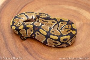 African import ball python for sale