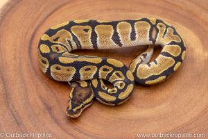 African import ball python for sale