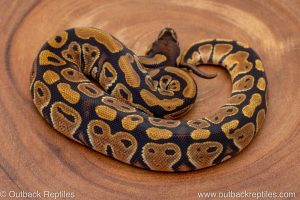African import ball python for sale