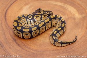 African import ball python for sale