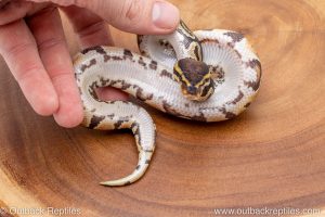 African import ball python for sale