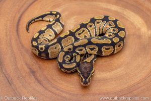 African import ball python for sale
