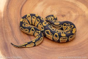 African import ball python for sale