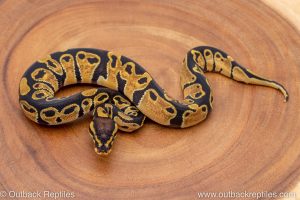 African import ball python for sale