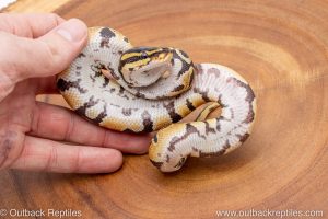 African import ball python for sale