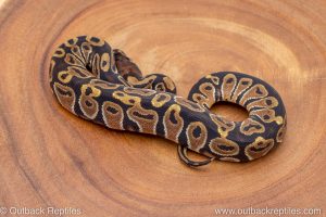 African import ball python for sale