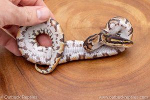 African import ball python for sale