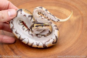African import ball python for sale