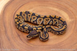 African import ball python for sale