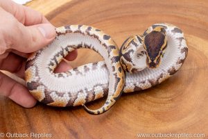 African import ball python for sale