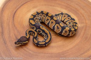 African import ball python for sale