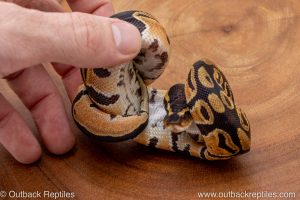 African import ball python for sale