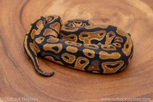 African import ball python for sale