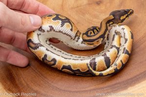 African import ball python for sale
